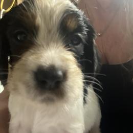 English Springer Spaniel All Grown Up from Angel English Springer Spaniels