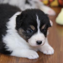 Sadie - Black tri-color female Australian Shepherd puppy in Bagley, Iowa from Diamond M Aussies