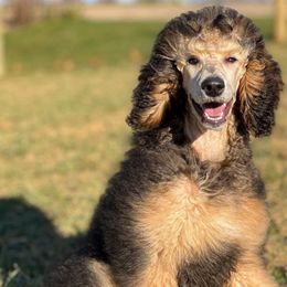 Ellie - Poodle