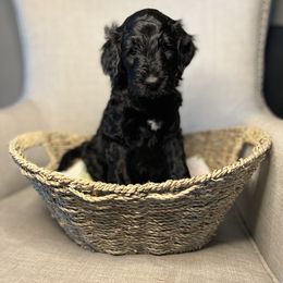 Goldendoodle Puppies from Northeast Iowa Doodles