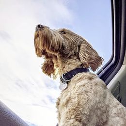 Sugar - Australian Labradoodle