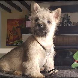 Cairn Terrier puppies from Fae Hallow