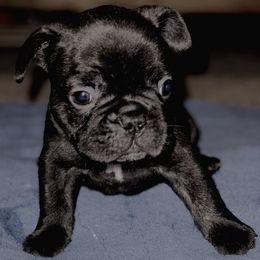 French Bulldogs from Coco’s Frenchies