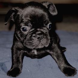 French Bulldogs from Coco’s Frenchies