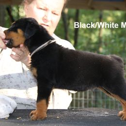 Rottweiler Puppies from Darkstarr Rottweilers