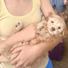 Mr. Bean - Caramel male Australian Labradoodle puppy in Coeur D'alene, Idaho from Lake City Labradoodles