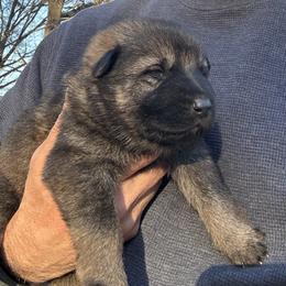 Vito - Bi-color male German Shepherd puppy in Moore, South Carolina from Von Zorhaus
