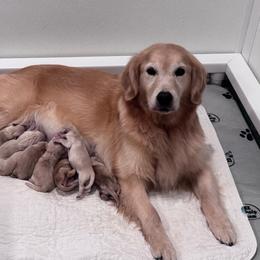 Girl 4 - Golden female Golden Retriever puppy in Charlestown, New Hampshire from SunKissed Golden Retrievers