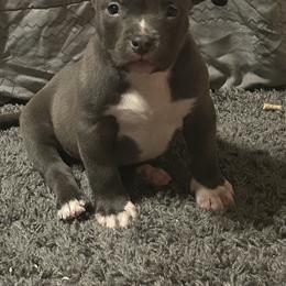 Queue - Blue tri-color male American Bully puppy in Orlinda, Tennessee from SimplyBullies