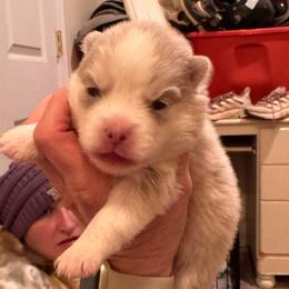 Trenton - Lavender male Pomsky puppy in Bucyrus, Missouri from Hill Top Pomskies