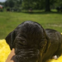 Buns - Black female Great Dane puppy in Granby, Missouri from F5