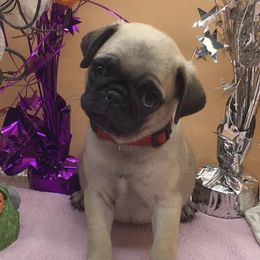 Tierney - Pug