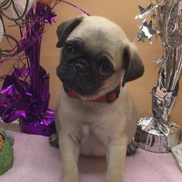 Tierney - Pug
