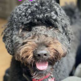 Goldendoodles from Michelle's Goldendoodles