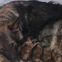German Shepherd puppies from Silver Starr Shepherds