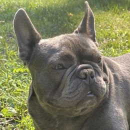 Phoebe - French Bulldog
