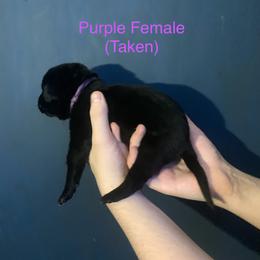 Labrador Retriever Puppies from Shadows Lovely Kennel