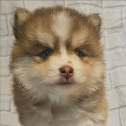 Copper - Red and white male Pomsky puppy in Stover, Missouri from Lx2 County Line Pomskies