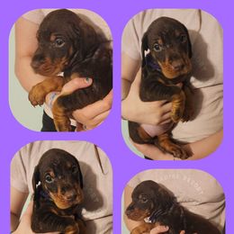 Purple - Red and rust Doberman Pinscher puppy in Michie, Tennessee from JSG Dobermanns