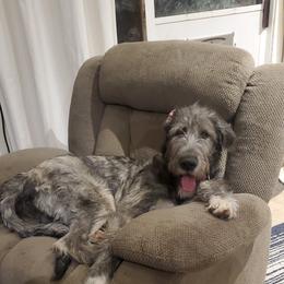 Irish Wolfhound puppies from Hidden Hollow Wolfhounds
