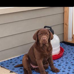 Yellow - Chocolate female Labrador Retriever puppy in Wauconda, Illinois from Oksana's Labrador Retrievers