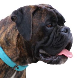 Grace - Boxer