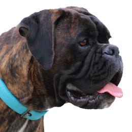 Grace - Boxer