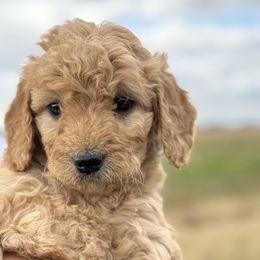 Girl 2 - female Goldendoodle puppy in Pasco, Washington from Elm Road Farms