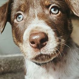 Border Collies from TJR Border Collies