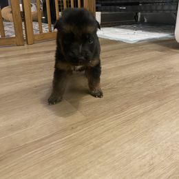 Amor - Black and red male German Shepherd puppy in Youngsville, North Carolina from Di casa Esperanza