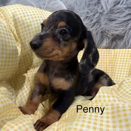 Penny - Dapple female Dachshund puppy in Cabool, Missouri from Dachshund's of Country Magic Farms in Missouri