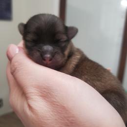 Nettie - Orange sable female Pomeranian puppy in Saint Charles, Missouri from Bisous Pomeranians & Heartland Sh