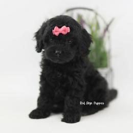Belle (Pink Collar Girl) - Black female Cavapoo puppy in Republic, Missouri from Red Skye Puppies