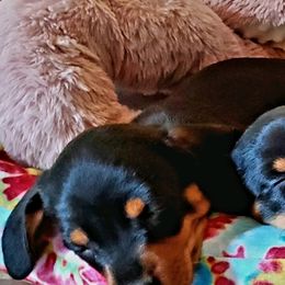 Dachshunds from Melanie's Dachshunds