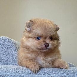Garfield - Lavender male Pomeranian puppy in Santa Ana, California from Legacy Pomeranian of Orange County