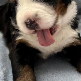 Bernese Mountain Dog Puppies from Copper Star Bernese Mountain Dogs