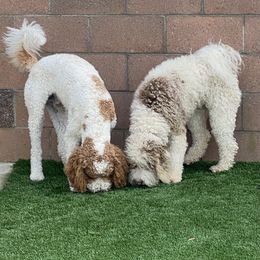 Goldendoodle Puppies from Goodland Doodles