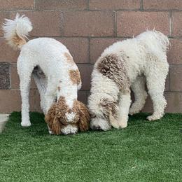 Goldendoodle Puppies from Goodland Doodles