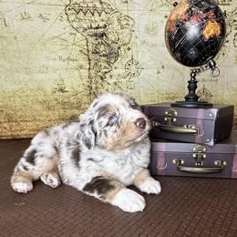 River - Red merle male Australian Shepherd puppy in West Union, Iowa from Boundless Hearts Australian Shepherds LLC