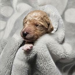 COOKIE - Apricot female Goldendoodle puppy in Harris County, Texas from Cute & Curly Doodles
