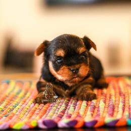 Yorkshire Terrier Puppies from Essence of Grace Yorkies
