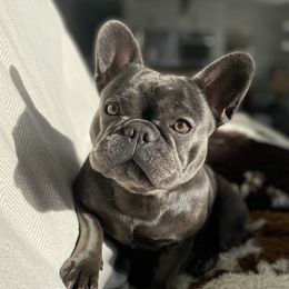 French Bulldogs from Frenchies On The Hill, LLC