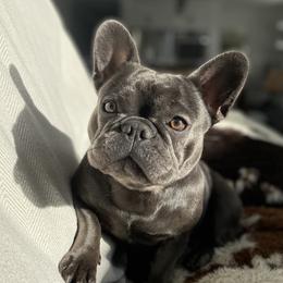 French Bulldogs from Frenchies On The Hill, LLC