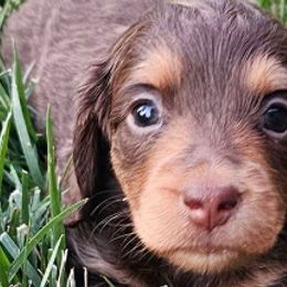 Dachshunds from Sean's Sausages
