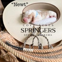 Newt - Lemon and white male English Springer Spaniel puppy in Steele, Alabama from Cove Acres Springers