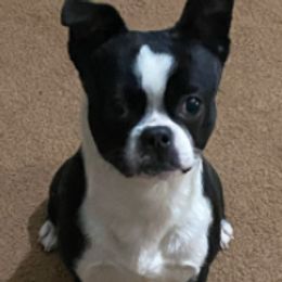 Boston Terriers and Pugs from D&S Kennels