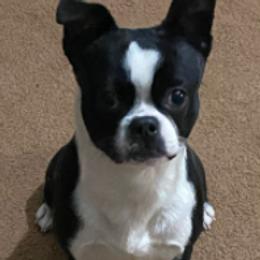 Boston Terriers and Pugs from D&S Kennels
