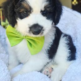 Green - Black tri-color male Aussiedoodle puppy in Georgetown, California from Foothill Aussies