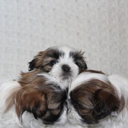 Shih Tzu Puppies from Mimi's Shih Tzus
