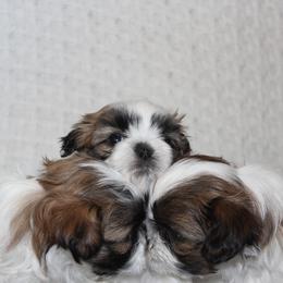Shih Tzu Puppies from Mimi's Shih Tzus